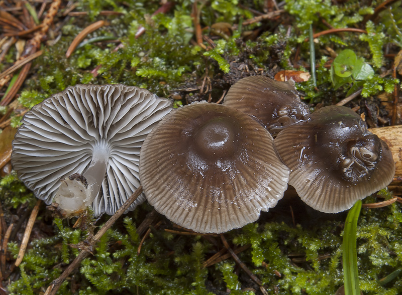 Mycena flos-nivium